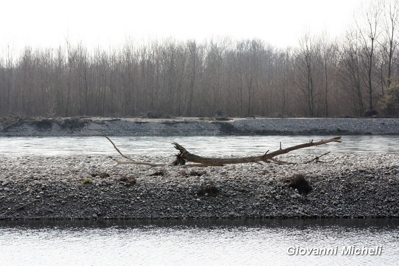 Parco del Ticino : 12.3.16